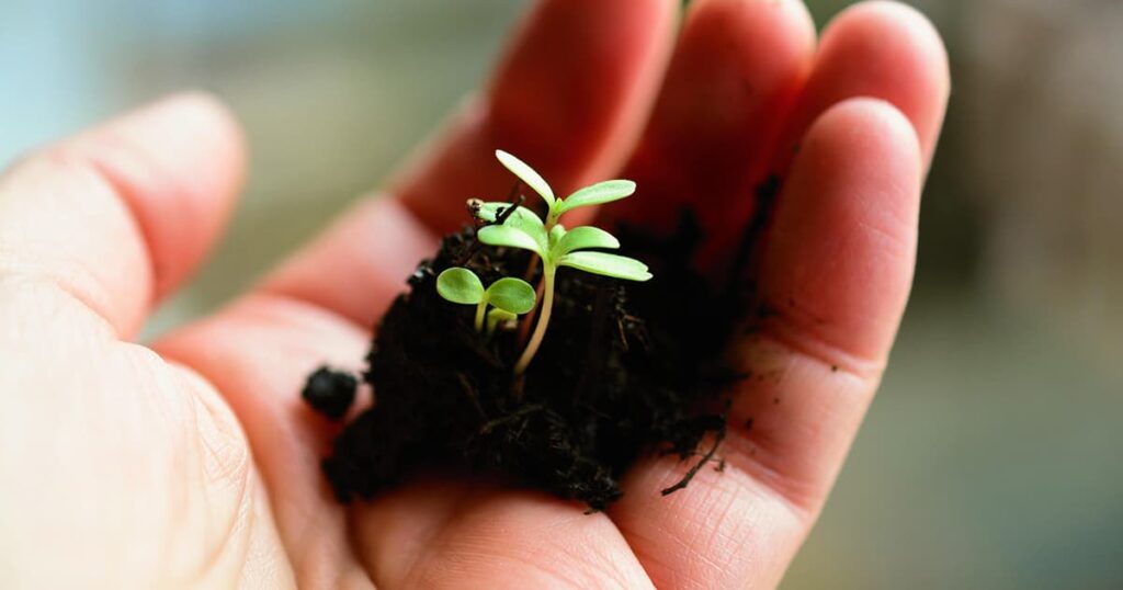 Childs hand holding a seedling growing out of a clump of soil