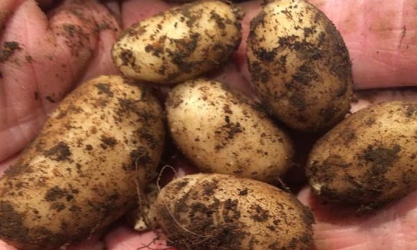 Handful of New Potatoes