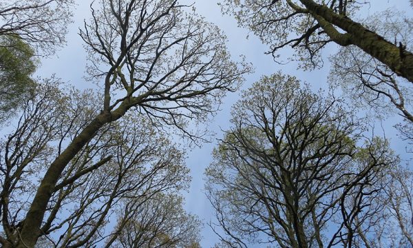 Wellbeing Advice - looking up at the blue sky through the trees in the Japanese practice of forest bathing